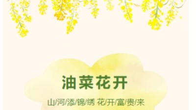 油菜花遍地富貴來